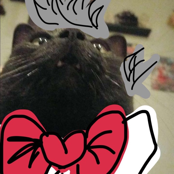 Meet your Posher, Abby - Picture 1 of 1